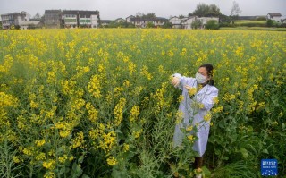 庆顶科技有限公司 新华全媒+丨油菜籽含油量50%左右是咋实现的？——这株“不一样的油菜”背后的育种密码