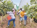 华超生态科技 “江南花果山”华超农庄周末游客“采摘忙”