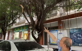 东莞茂盛环保科技 东莞市民称行道树茂盛，影响道路采光，城管部门行动了