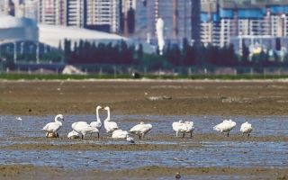 保护海洋未来科技 2025年海洋生态保护修复典型案例发布